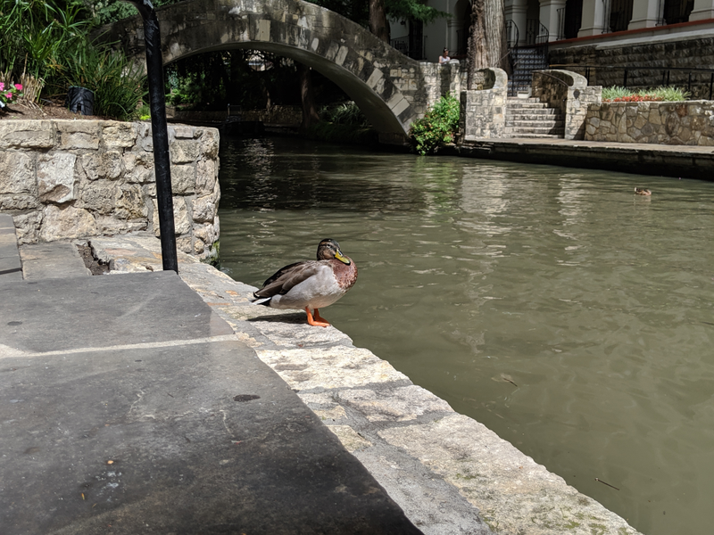 Illustration for article titled Pixel3 (non suffixed) on the Riverwalk + lunch.